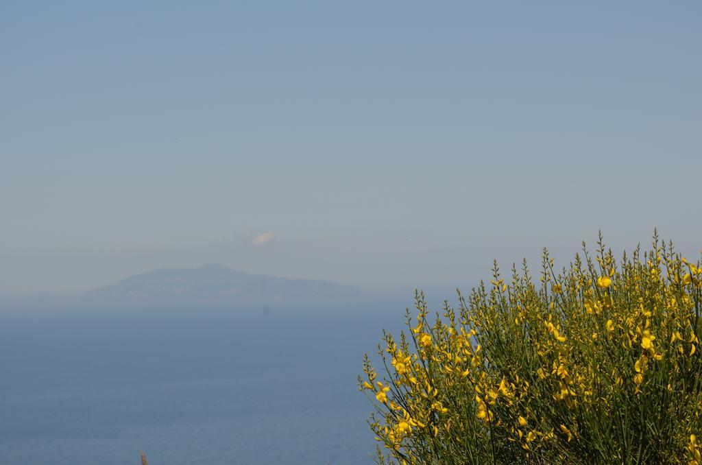 Le Ginestre Di Capri Bb & Holiday House Anacapri  Ngoại thất bức ảnh