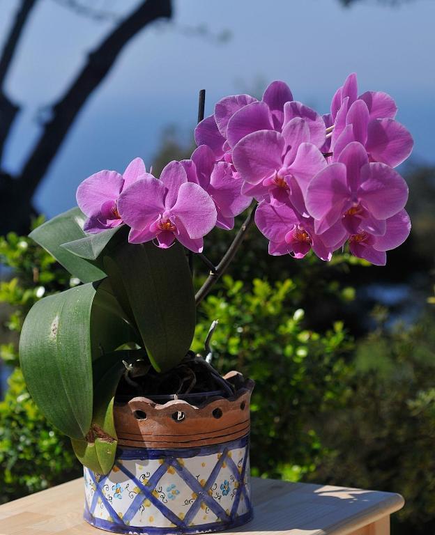 Le Ginestre Di Capri Bb & Holiday House Anacapri  Phòng bức ảnh